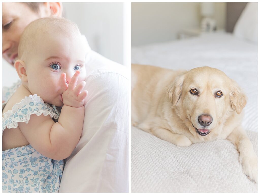 A baby sucks her thumb while looking at the camera, and a photo of the family dog looking at the camera.